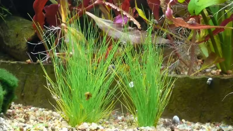 Eleocharis acicularis von Die kleine Meerjungfrau (33)