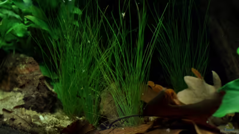 Eleocharis acicularis von die Perle... (18)