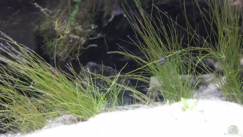 Eleocharis acicularis von maxheadroom (29)