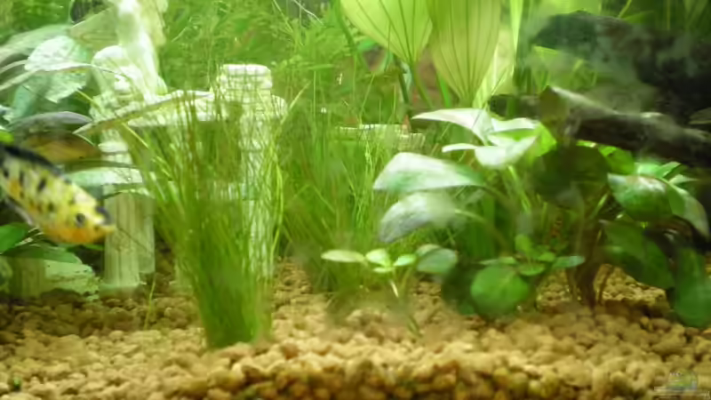 Eleocharis acicularis von Meli (8)