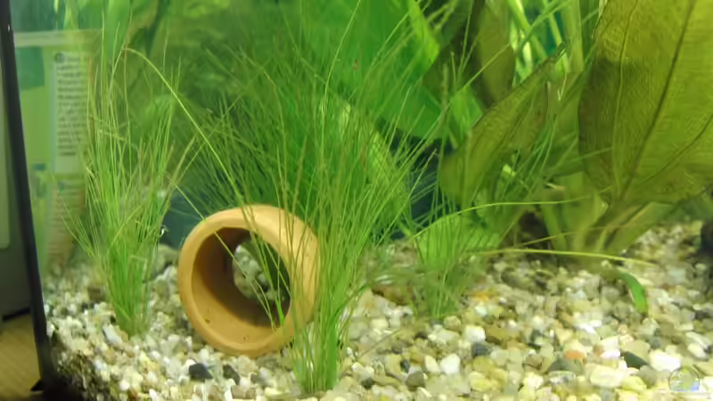 Eleocharis acicularis von Oberregenwurm (4)