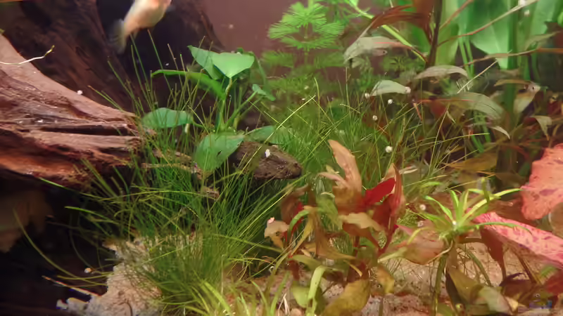 Eleocharis acicularis von raubsau (28)