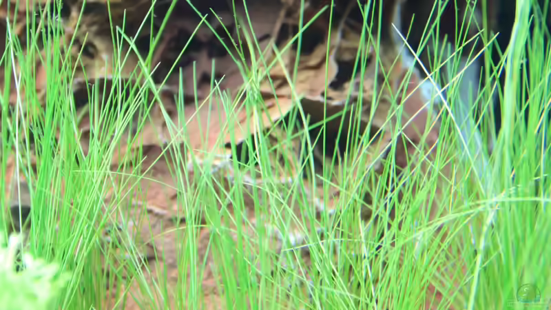 Eleocharis acicularis von Sascha T. (14)