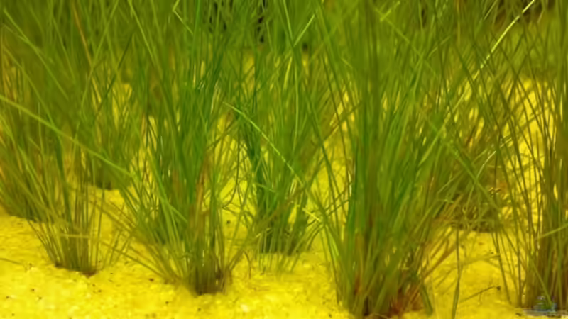 Eleocharis acicularis von Thomas Höppner (4)