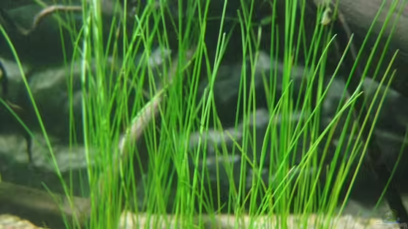 Eleocharis acicularis von Tiburón (23)