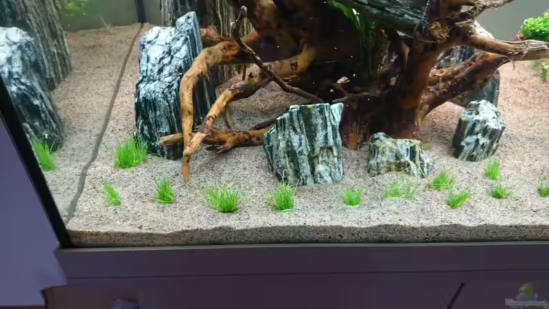 Eleocharis acicularis von ulli85 (3)