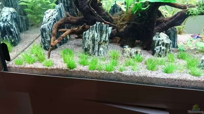 Eleocharis acicularis von ulli85 (4)