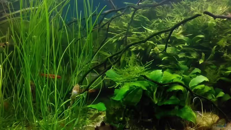 Eleocharis montevidens im Dez. 2017 von Grünhexe (130)