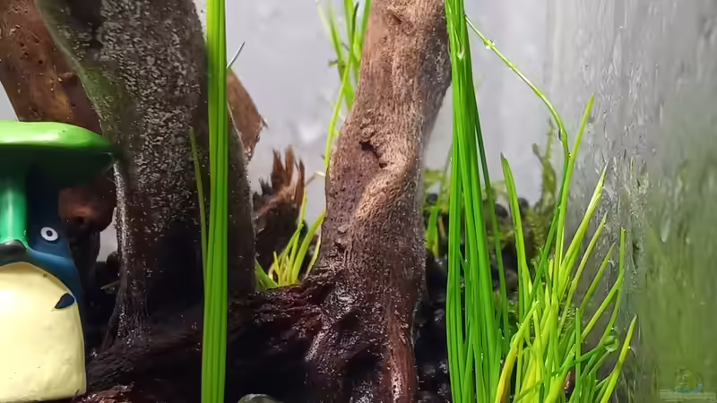 Eleocharis montevidensis von Junglist (4)