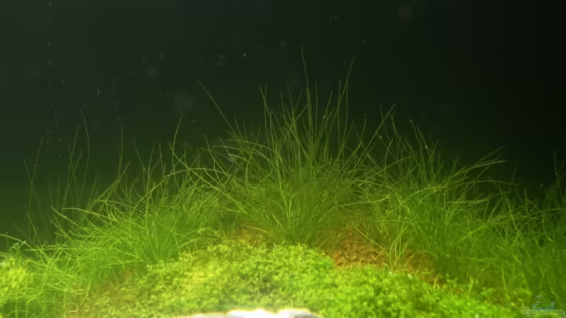 Eleocharis parvula von Christoph Werner (12)