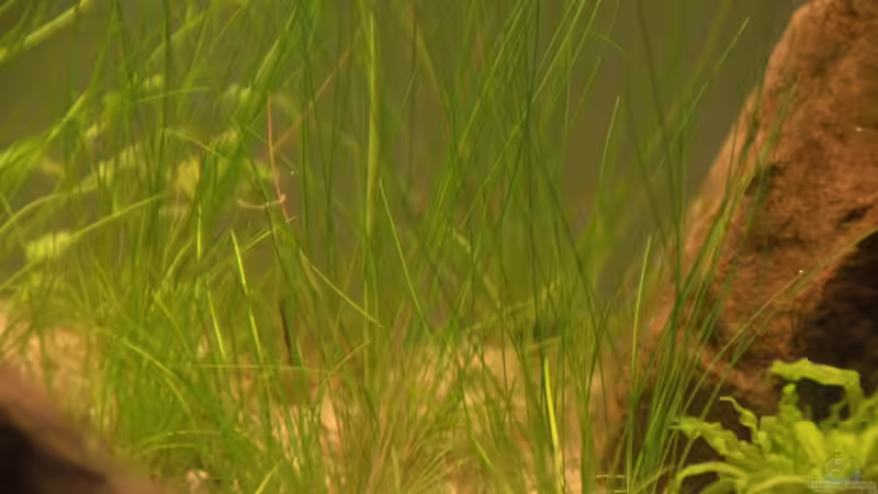 Eleocharis parvula von Dominik (15)