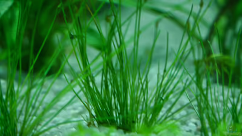 Eleocharis Parvula von Phil Cave (11)