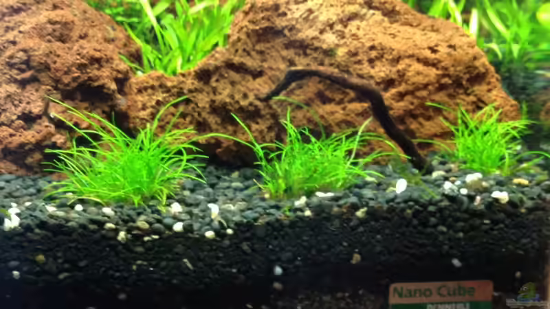 Eleocharis parvula von Walde (40)