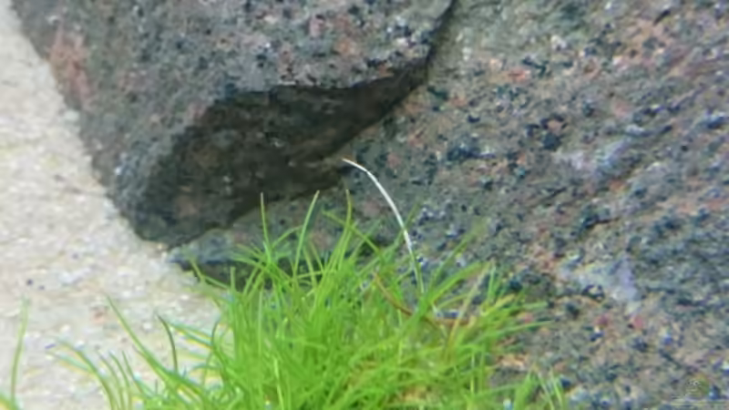 Eleocharis pusilla. Hoffe sie wächst im Sand von Aquaristik-Padawan (17)