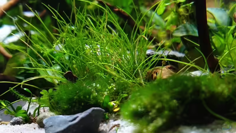 Aegagropila linnaei im Aquarium (Einrichtungsbeispiele mit Algen-Ball)