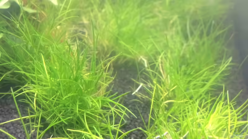 ELEOCHARIS PUSILLA von Lennart (7)