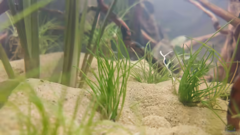 Eleocharis pusilla von Wall-E (17)