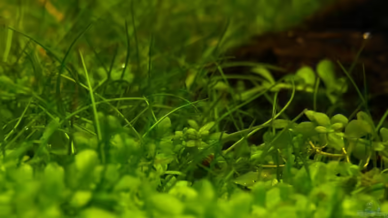 Eleocharis pusilla von YoshiMaus (6)