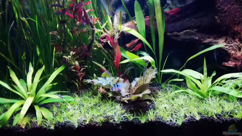 Eleocharis sp. ???mini??? von Lance Hardwood (33)