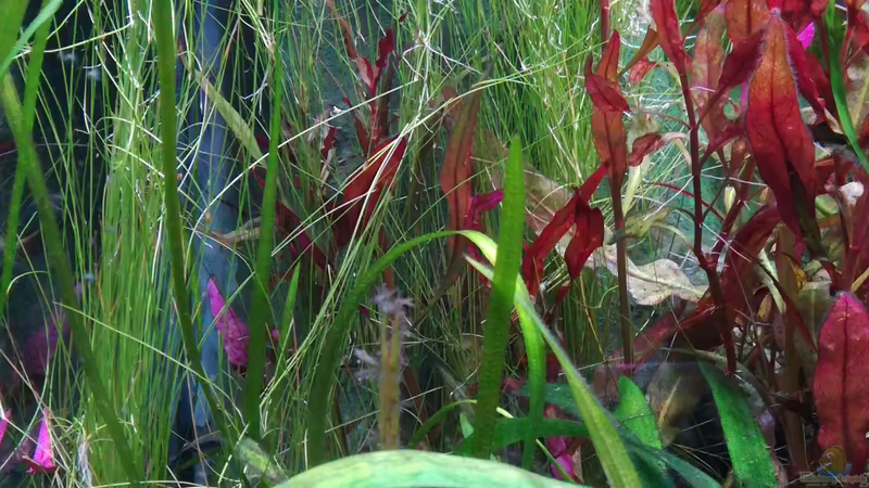 Eleocharis vivipara (links) von Lance Hardwood (28)