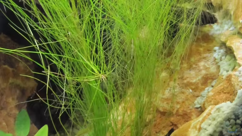 Eleocharis vivipara von Fischfrau (4)