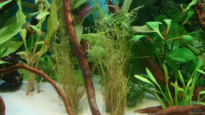 Eleocharis vivipara im Aquarium (Einrichtungsbeispiele mit Regenschirmsimse)