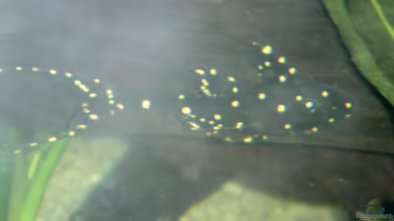 Elfenwels von Michael Schilling (28)