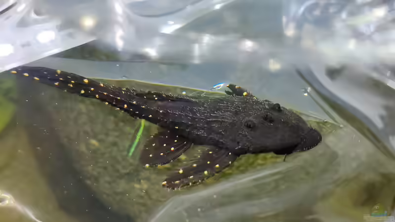 Elfenwels von Woidma (89)