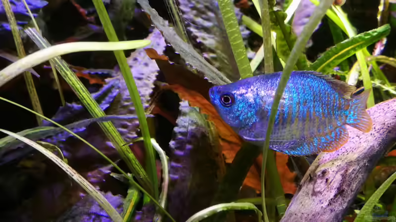 Elfriede  von a2b-aquaristik (4)