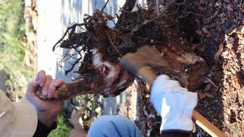 Elimination of wood bark von lomarraco (66)