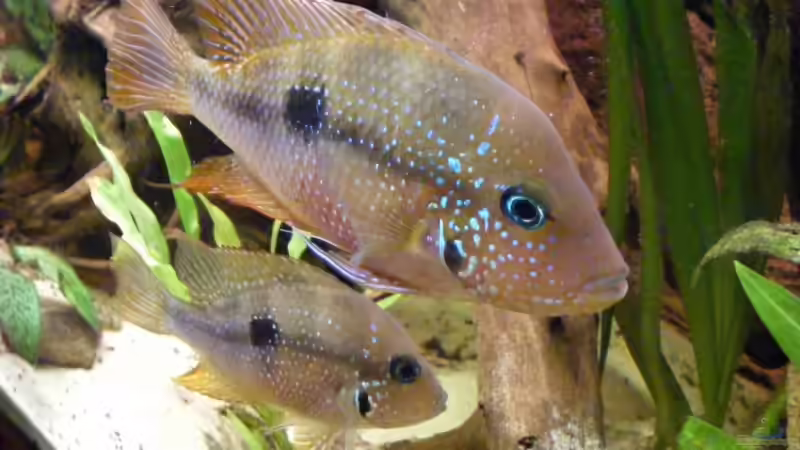 Eliotti Paar von Michael S. (6)