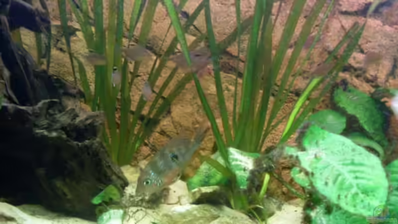 Eliotto Weibchen und Salmer von Michael S. (4)