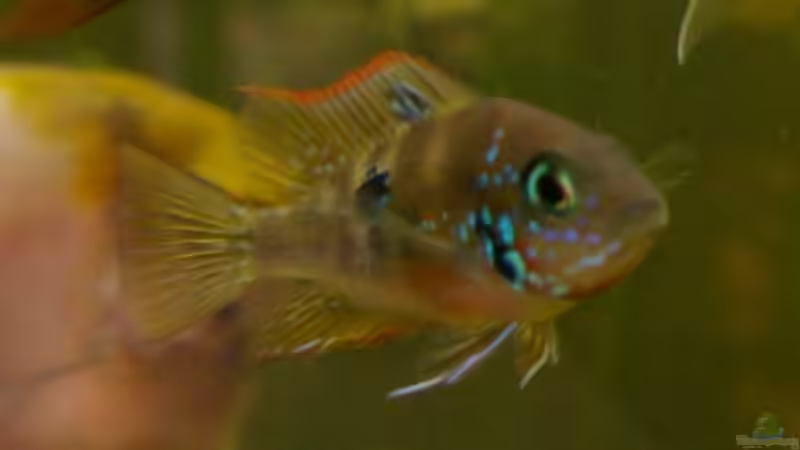 Ellioti von Liane Stechert (7)