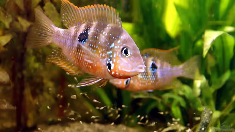 Elliotis mit Nachwuchs von Andreas Brandt (21)