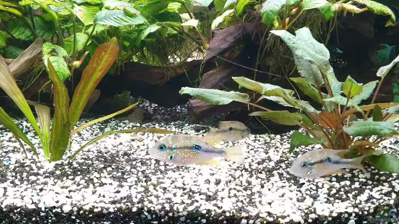 Elliots  von Ronald Schultze (2)