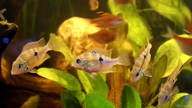 Elliots Buntbarsch (Thorichthys maculipinnis); m-w-w-w von Andreas Brandt (15)