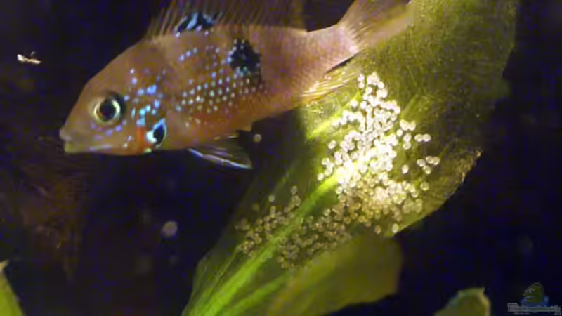 Elliots Buntbarsch (w) mit Laich von Andreas Brandt (18)