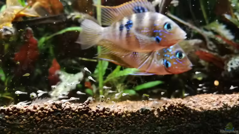 Elliots mit Nachwuchs  von Ralf Bercke (23)