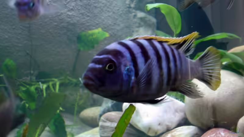 Ellongatus von Vladi (19)