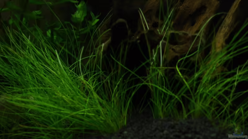 Elocharis Acicularis von Alfur (12)