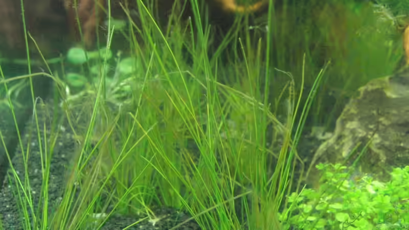 Elocharis Parvula und Hemianthus callitrichoides Cuba 1.1.11 von Bjarke (5)