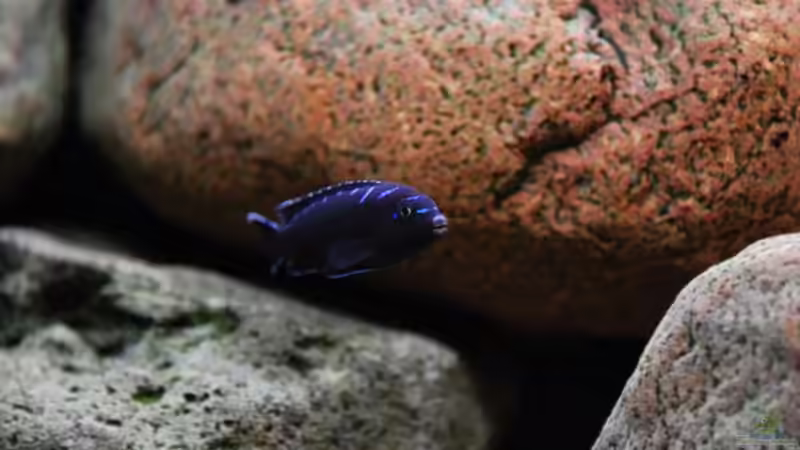 Elongatus Bock von Beni (27)