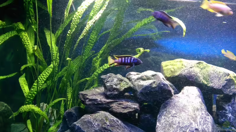 elongatus chewere von Fishes4Life (8)