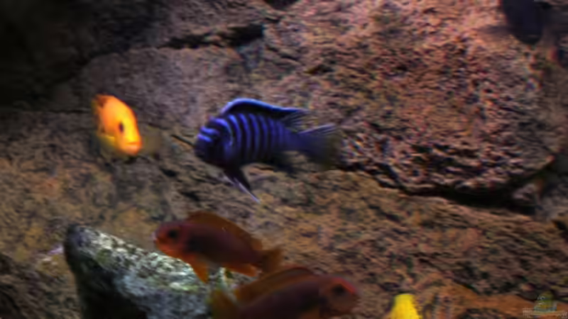 Elongatus Mänchen von Vladi (22)