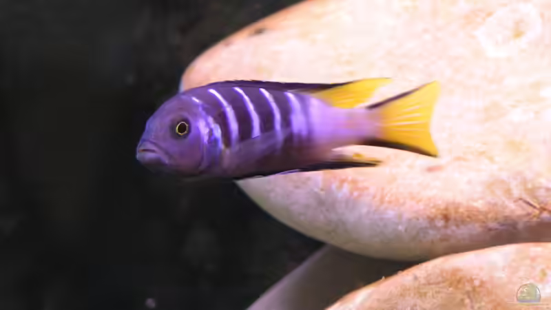 Elongatus Männchen (noch im alten AQ) von Christoph Winter (10)