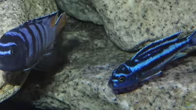 Elongatus Mpanga & Maingano von Malawi_Einsteiger (21)