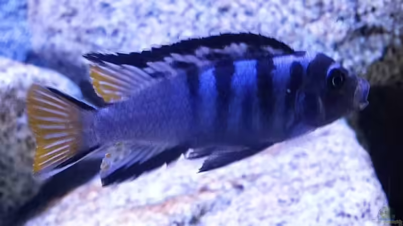 Elongatus Mpanga Bock von Malawi_Einsteiger (42)