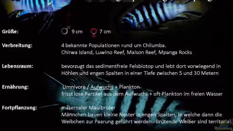 Elongatus Mpanga (Quelle: Malawi-guru.de) von Jean-Paul Ambord (21)