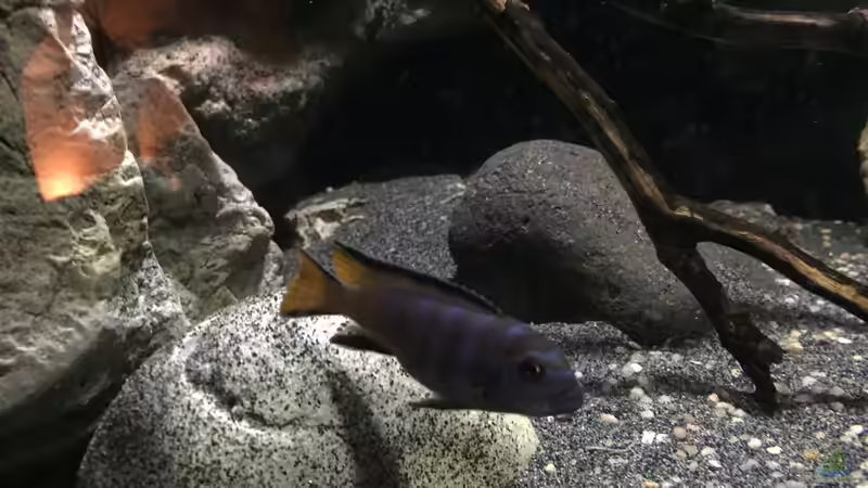 elongatus mpanga von Dresdn3r (35)