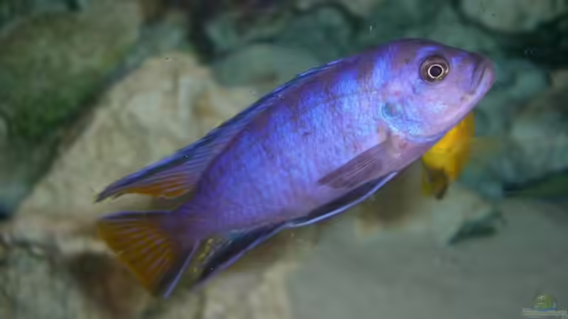 Elongatus Mpanga von Kresimir Knezevic (4)